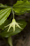 Yellow fairybells <BR>Yellow mandarin